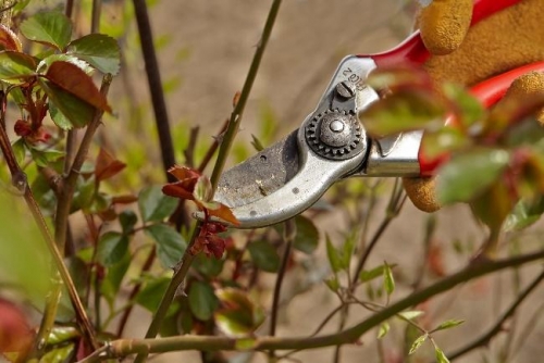 SommerSchnittKurs für Rosen und Sträucher