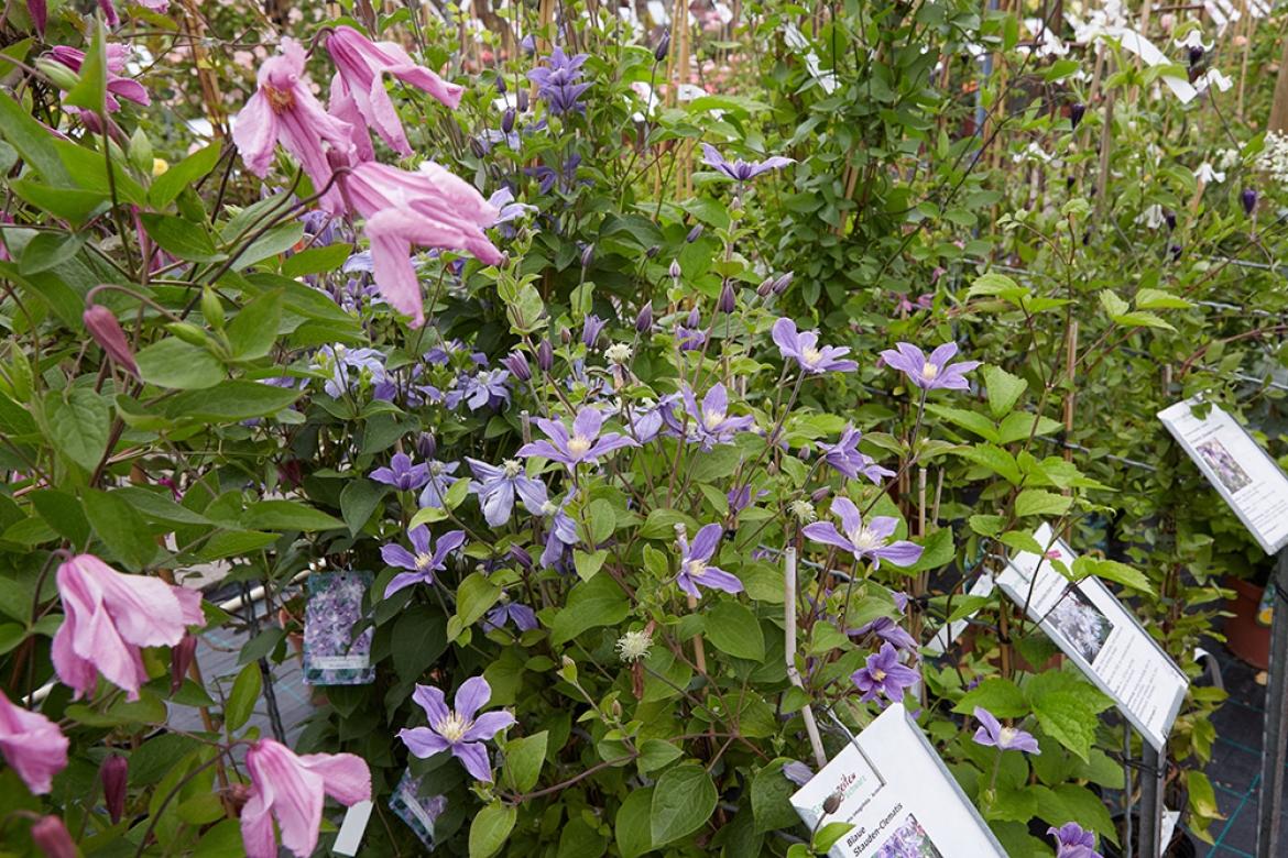 Clematis